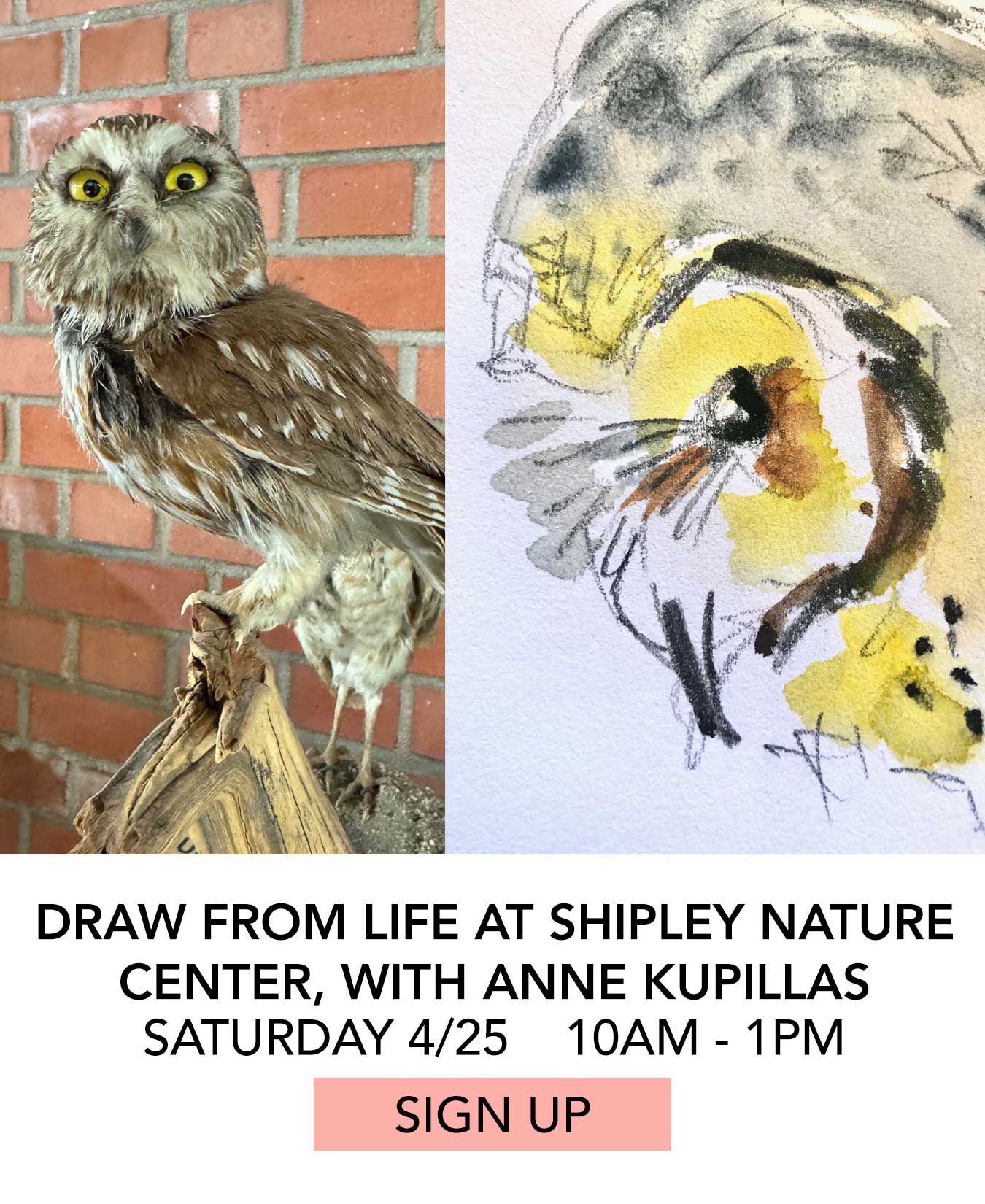 Class: Draw From Life at Shipley Nature Center with Anne Kupillas. Saturday 04/25 from 10:00am to 1:00pm. Click to Sign Up.
